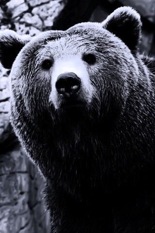 Бурый мишка обои