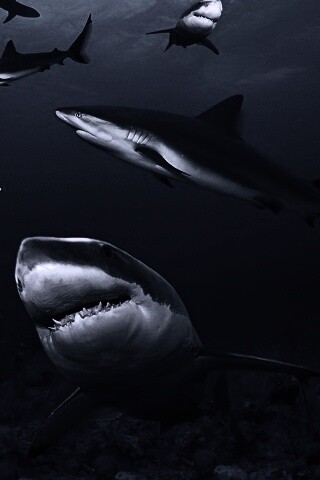 Стая акул обои