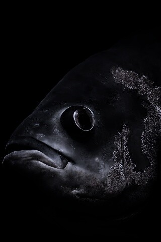 Глубоководный окунь обои