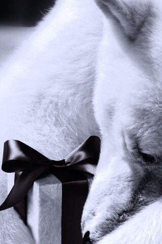 Белый мишка с подарком обои