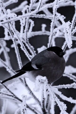 Снегирь на ветке обои