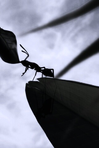 Муравей тащит лист обои