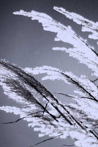 Солнце играет на степном ковыле обои