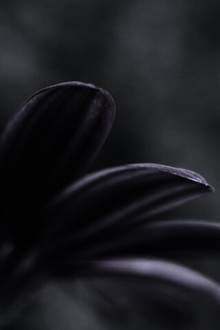 Макро фото цветка обои