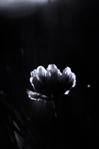 Белый клевер обои