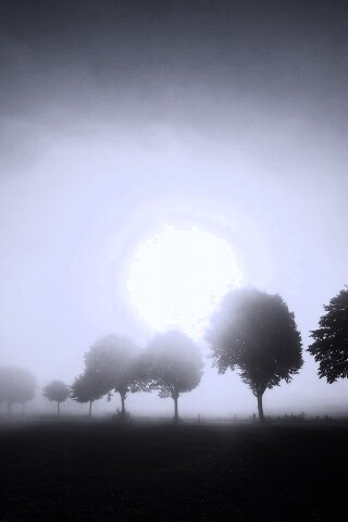 Деревья в поле обои