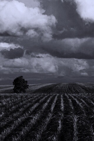 Дерево в поле обои