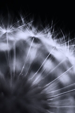 Макро фото одуванчика обои