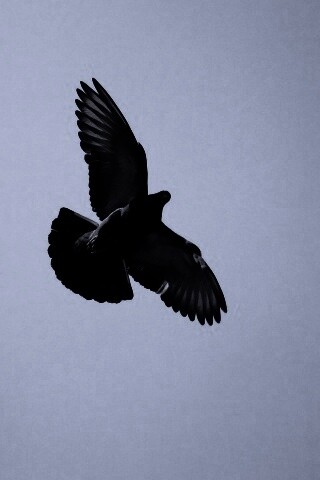 Голубь в полёте обои