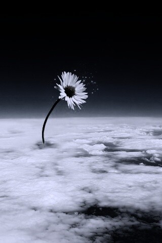 Ромашка в стратосфере обои