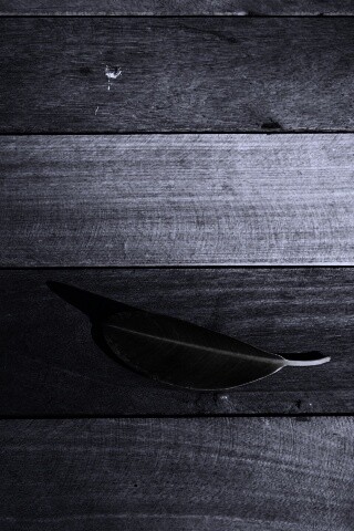 Лист на деревянном полу обои