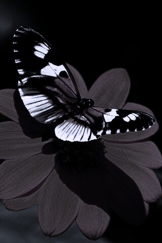 Бабочка на цветке обои