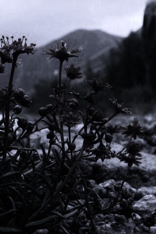 Горные цветы обои