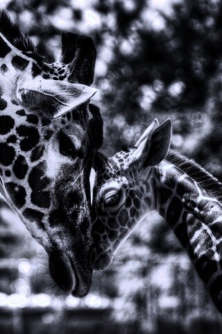 Жирафа и жирафёнок обои