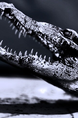 Крокодил разинул пасть обои