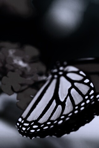 Бабочка на цветке в макро обои