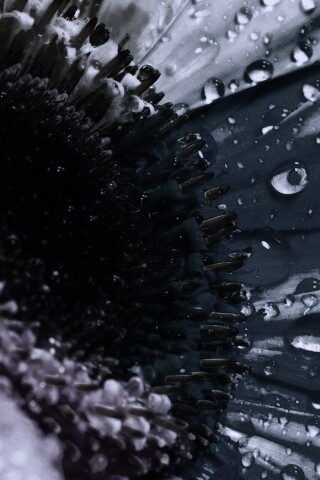 Цветик семицветик обои