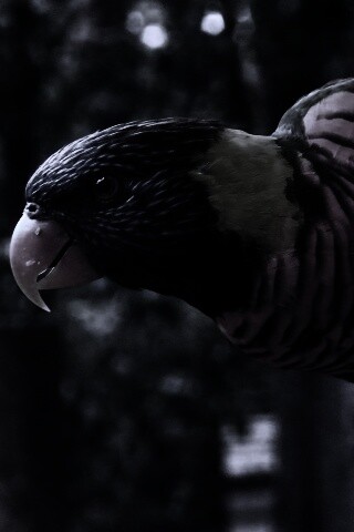 Попугай на канате обои