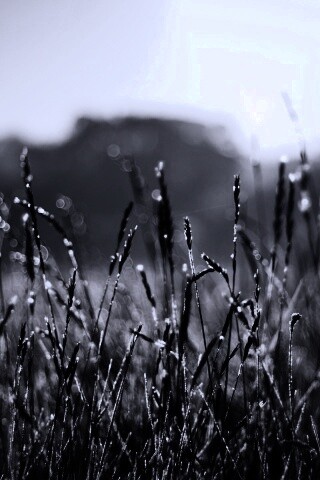 Поле пшеницы обои