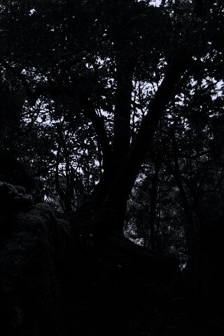 Чаща мшистого леса обои