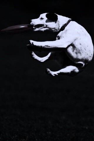 Ловкач обои