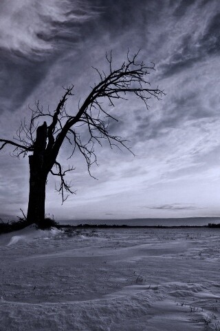 Сломанное дерево в снежной тундре обои