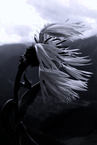 Горный цветок обои