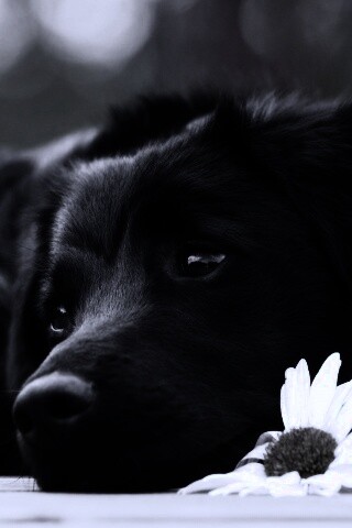 Собака с ромашкой обои