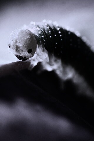 Гусеница бабочки на лепестке обои