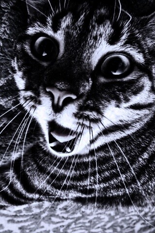 Спалившийся на ковре кошак обои