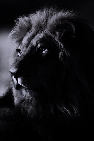 Царь зверей обои