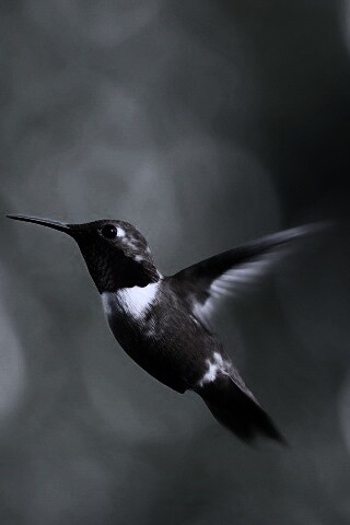 Маленькая колибри обои