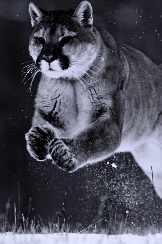 Снежная пума обои