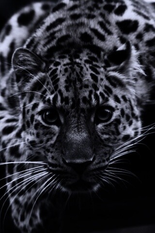 Леопард в зоопарке обои