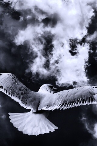 Гордая птица в полете обои