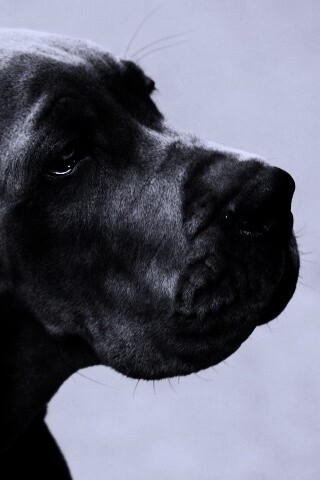 Грустная собака обои