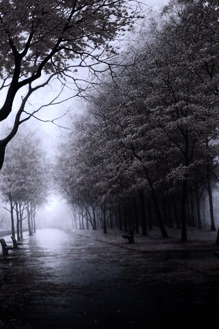 Дорога в осень обои