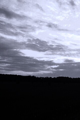 Дорога к лесу обои