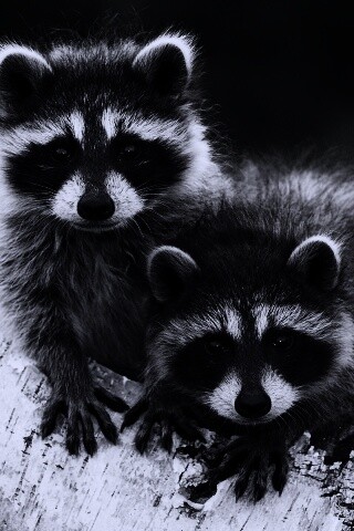 Полосатики обои