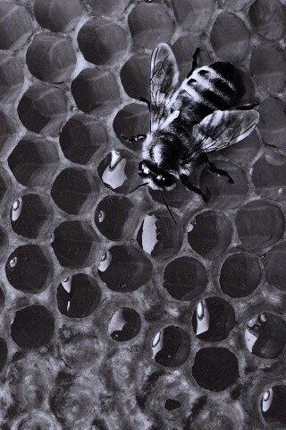 Пчела на сотах с медом обои