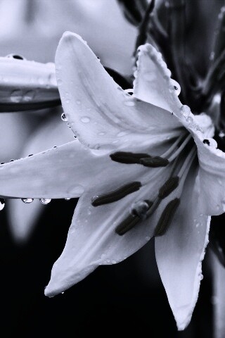 Белая лилия обои