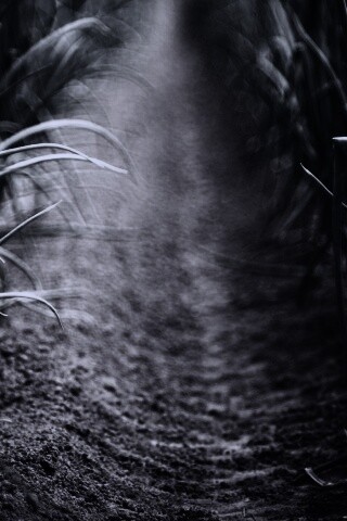 Тропинка в траве обои