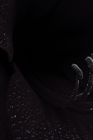 Красная манящая лилия обои