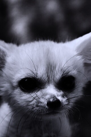 Угрюмый ушан обои