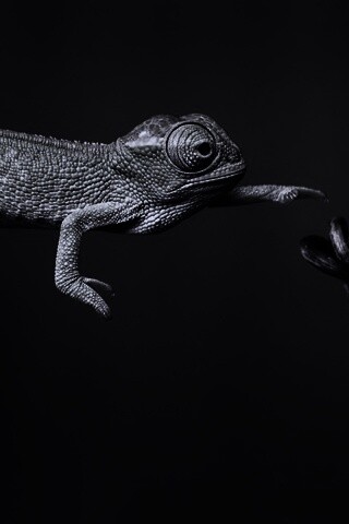 Ящерка тянется к ветке обои