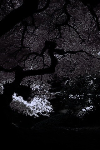 Под оранжевой кроной обои