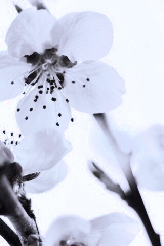 Нежные розовые цветы обои