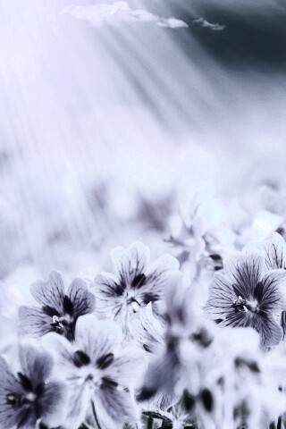 Цветочки обои