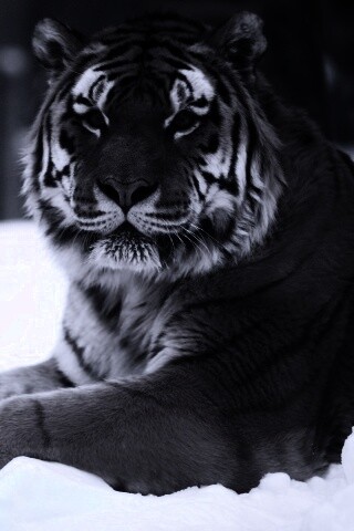 Тигр в снегу обои