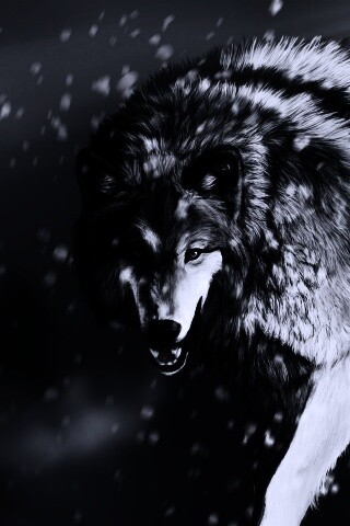 Охота на волка обои